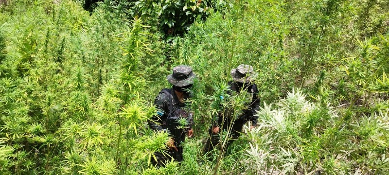 plantas de marihuana en Tocoa Colón