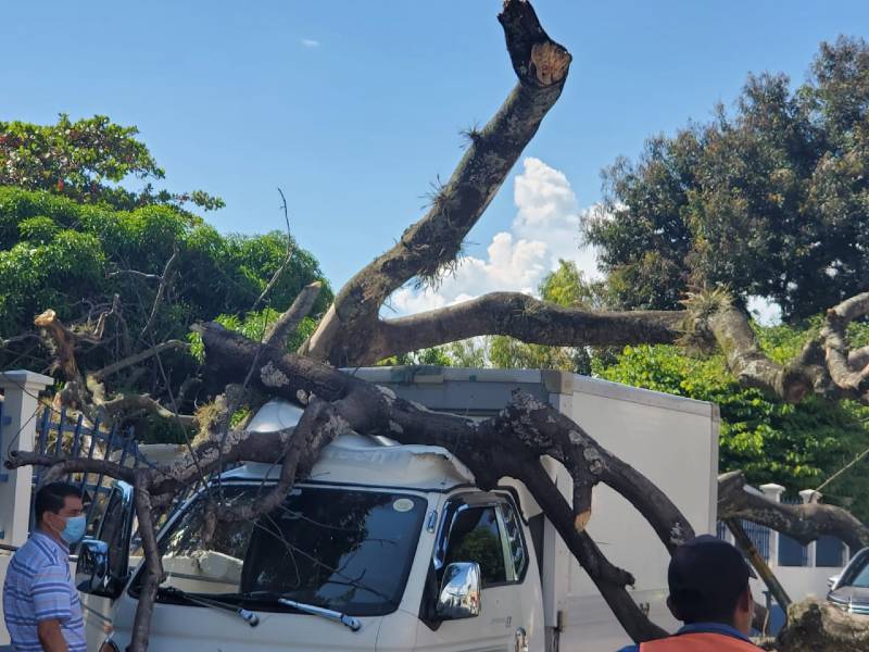 Cae árbol en Comayagua