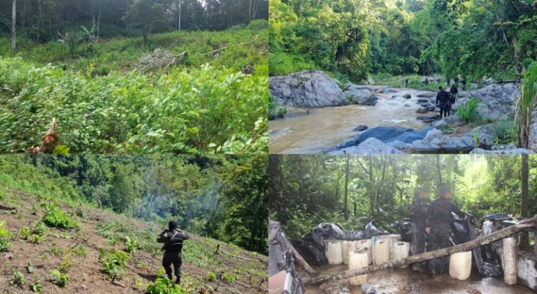 Plantaciones de coca marihuana FFAA