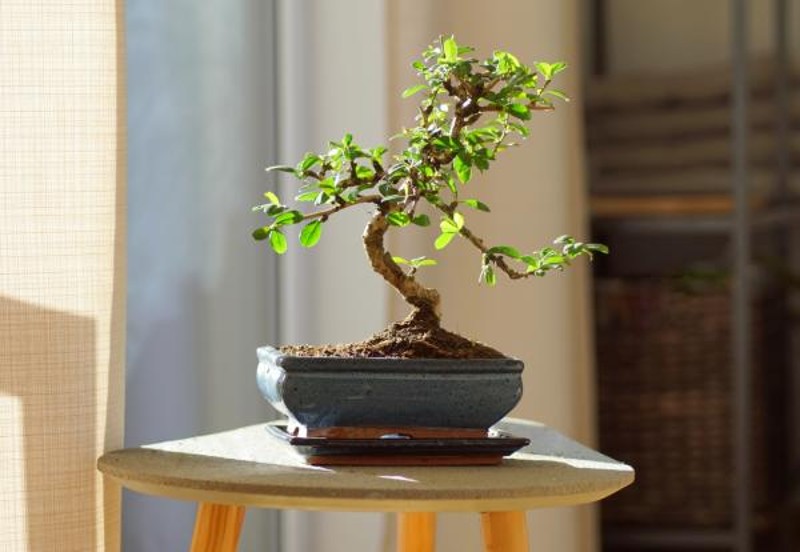 Bonsai