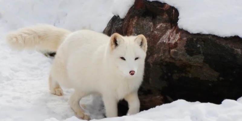 CLONAN LOBO ÁRTICO