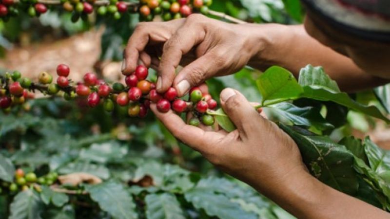 venta de café honduras 2022