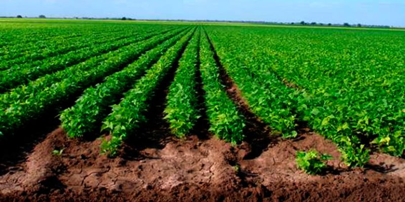 Prevén la producción de únicamente 400 mil quintales.