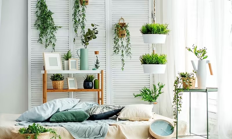Plantas para el hogar