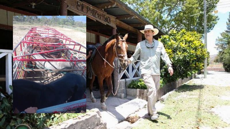 Diputado Caballos de JOH están enfermos