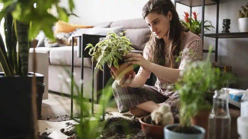 Plantas atraen mala suerte