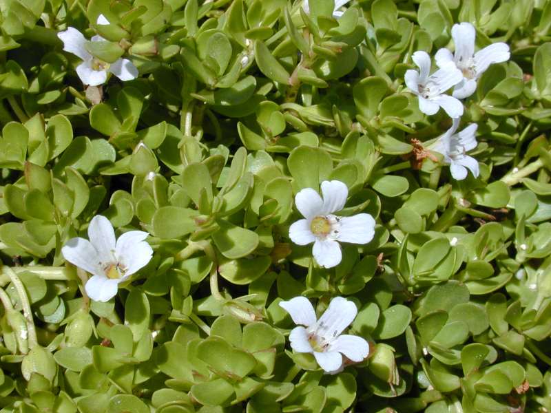 Beneficios de la bacopa