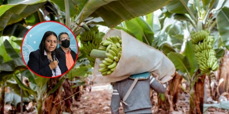 CULTIBO DE BANANO
