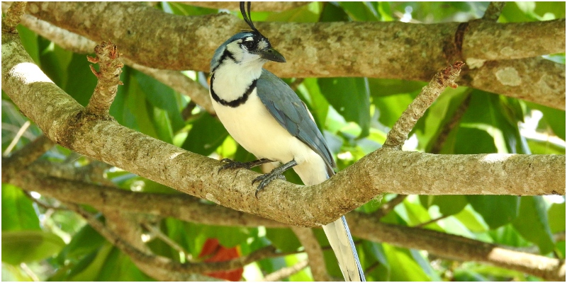 Festival de las aves (3)