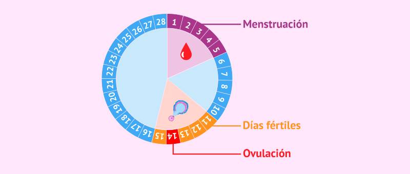 ciclo menstrual