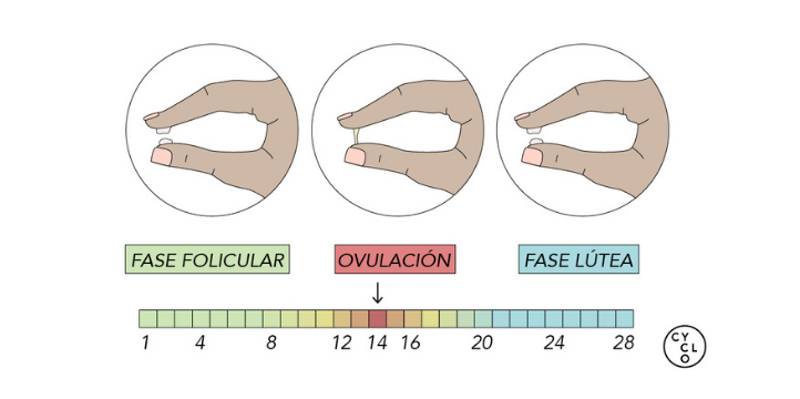 ovulación