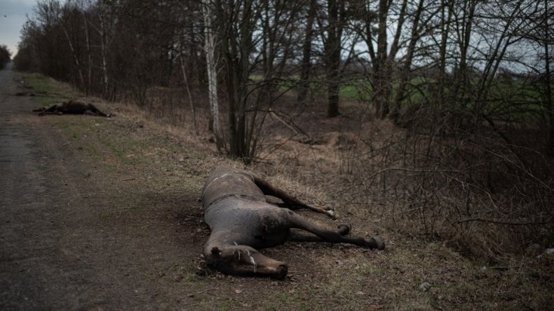 especies en peligro de extinción por guerra