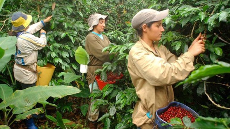 proponen que migrantes corten café