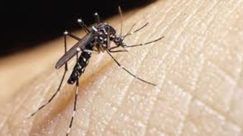 menores Hospital Escuela por dengue