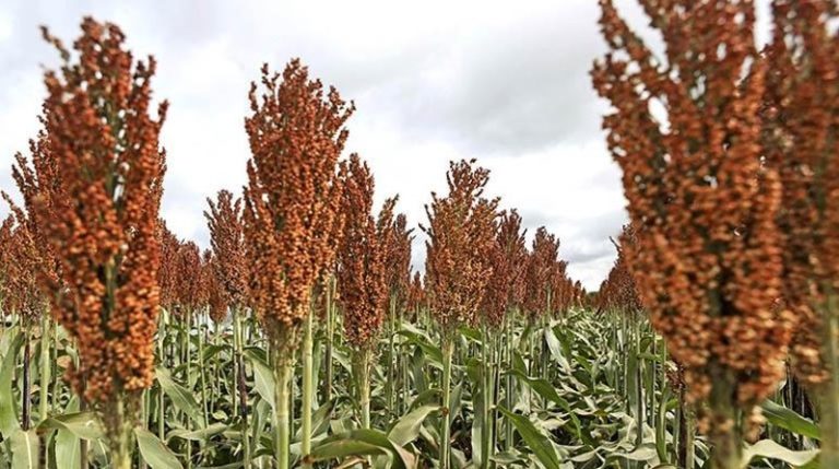 el sorgo sufre por la sequía