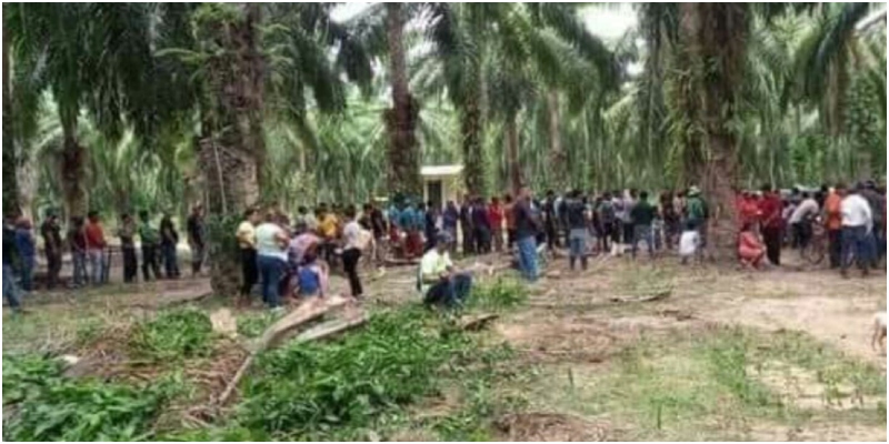 finca
