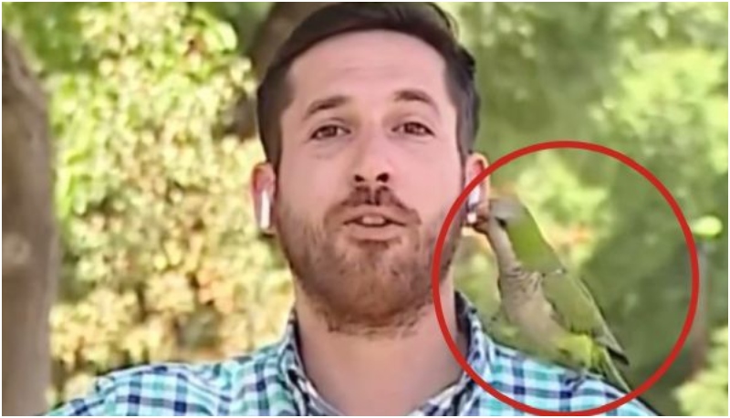 loro roba auricular