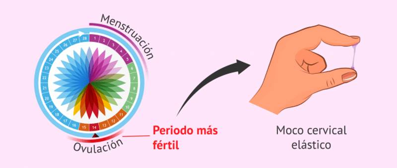 Método Billings o del moco cervical