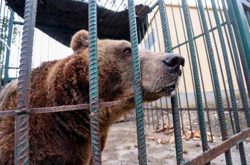 Mark el oso pardo