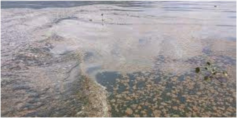 contaminación Lago de Yojoa