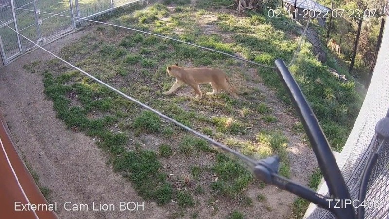 leones se escapan Sídney